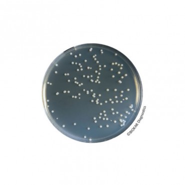 Orange Serum Agar Dehydrated Culture Media Biokar