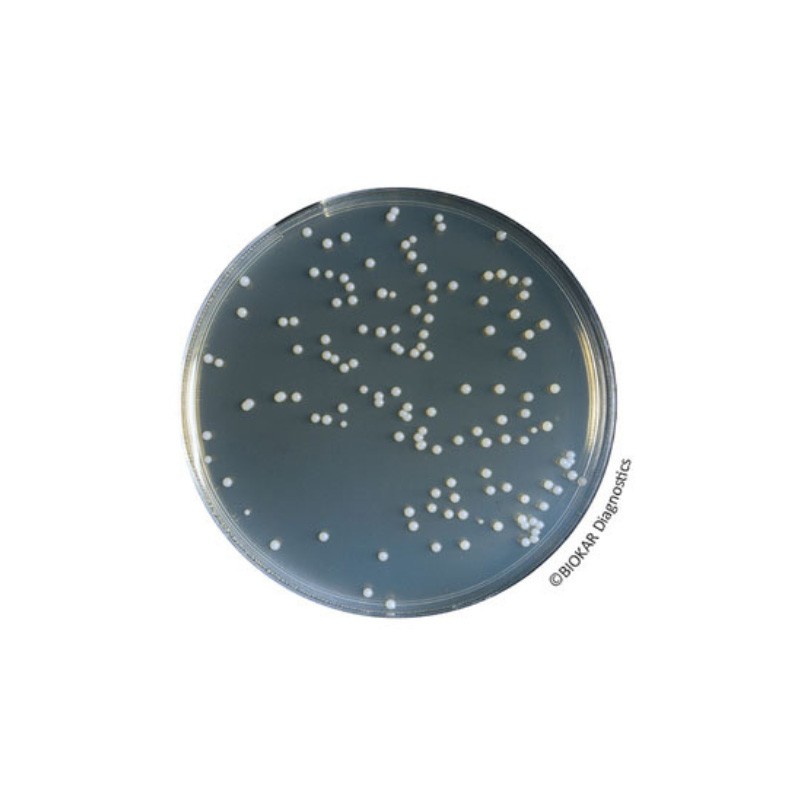 Orange Serum Agar Dehydrated Culture Media Biokar