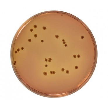 MacConkey Sorbitol (CT-SMAC) Agar Dehydrated Culture Media Biokar