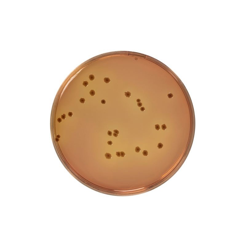 MacConkey Sorbitol (CT-SMAC) Agar Dehydrated Culture Media Biokar