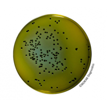 Hektöen Enteric Agar Dehydrated Culture Media Biokar