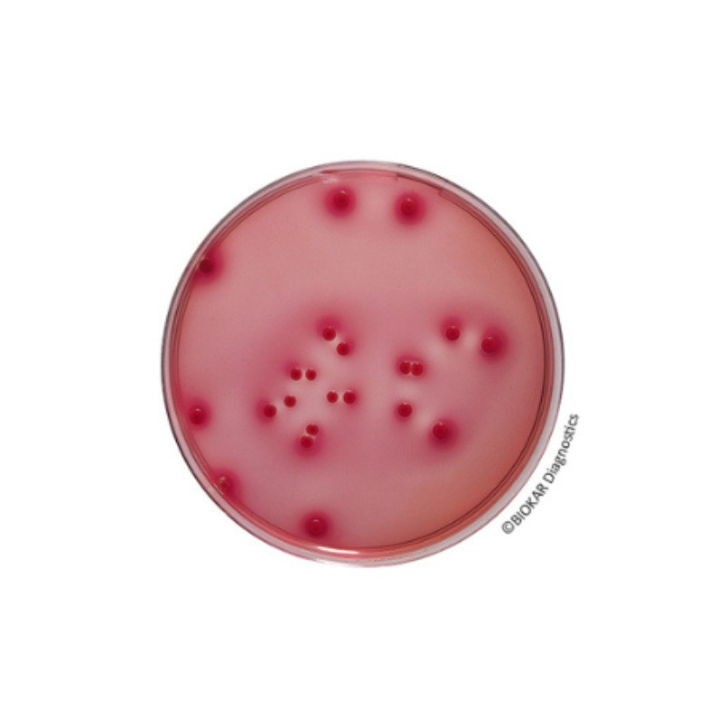 Desoxycholate Lactose Agar Dehydrated Culture Media Biokar