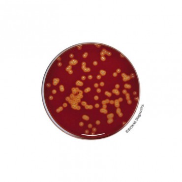 Columbia Agar Dehydrated Culture Media Biokar