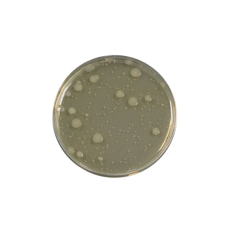 Yeast Extract Agar (RTU) Ready to Use culture media Biokar