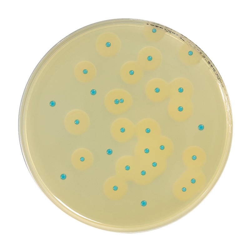 Compass Listeria (RTU) Chromogenic Media Biokar