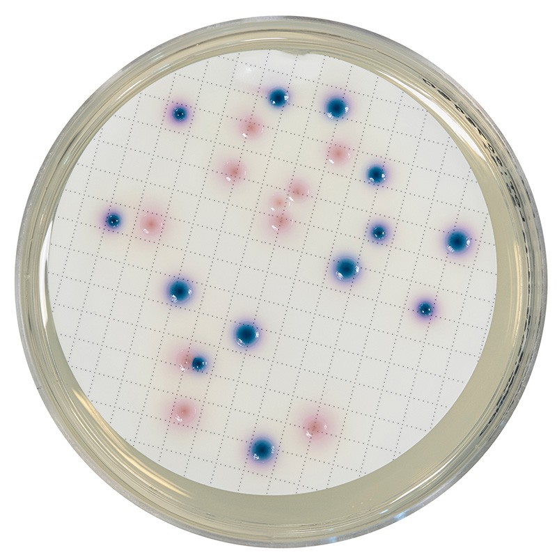 Compass CC pour E.coli & coliformes (PAE)