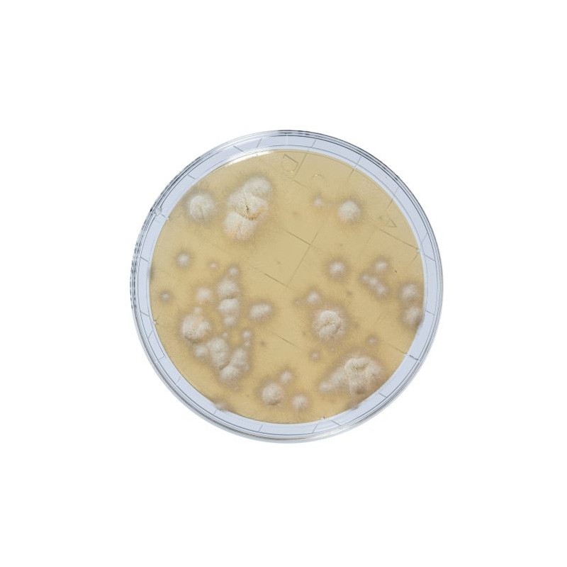 Contact Sabouraud With Chloramphenicol (SDCA) + Neutralizers (PAE)