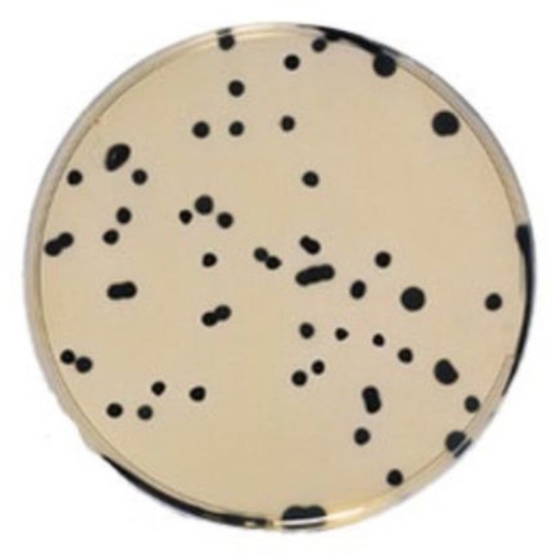 TSC (Tryptone Sulfite Cycloserine) Agar (RTU) Ready to Use culture media Biokar