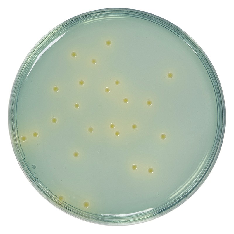 CLED Agar Dehydrated Culture Media Biokar