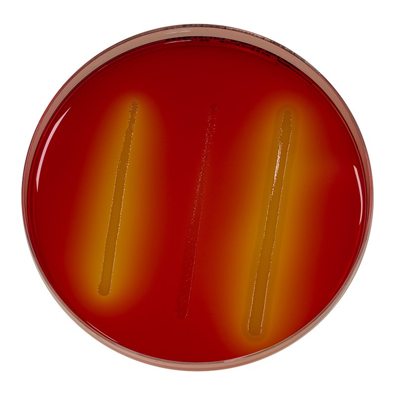 Confirm’ L. Mono Agar® Ready to Use culture media Biokar