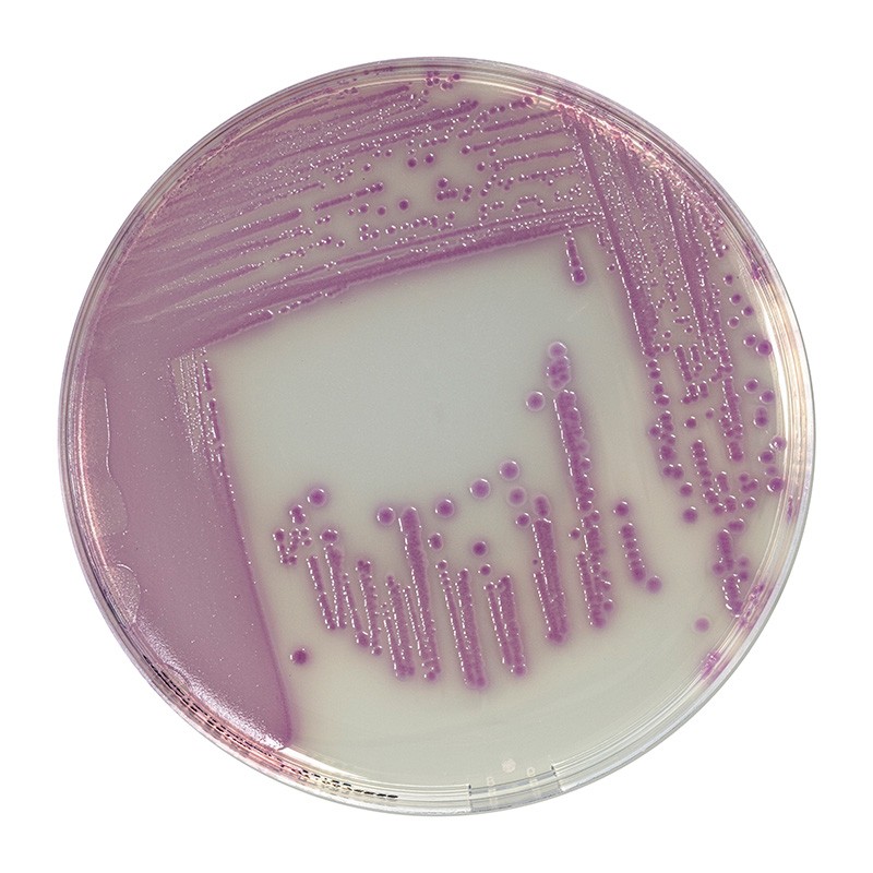 COMPASS® Salmonella Agar Ready to Use culture media Biokar