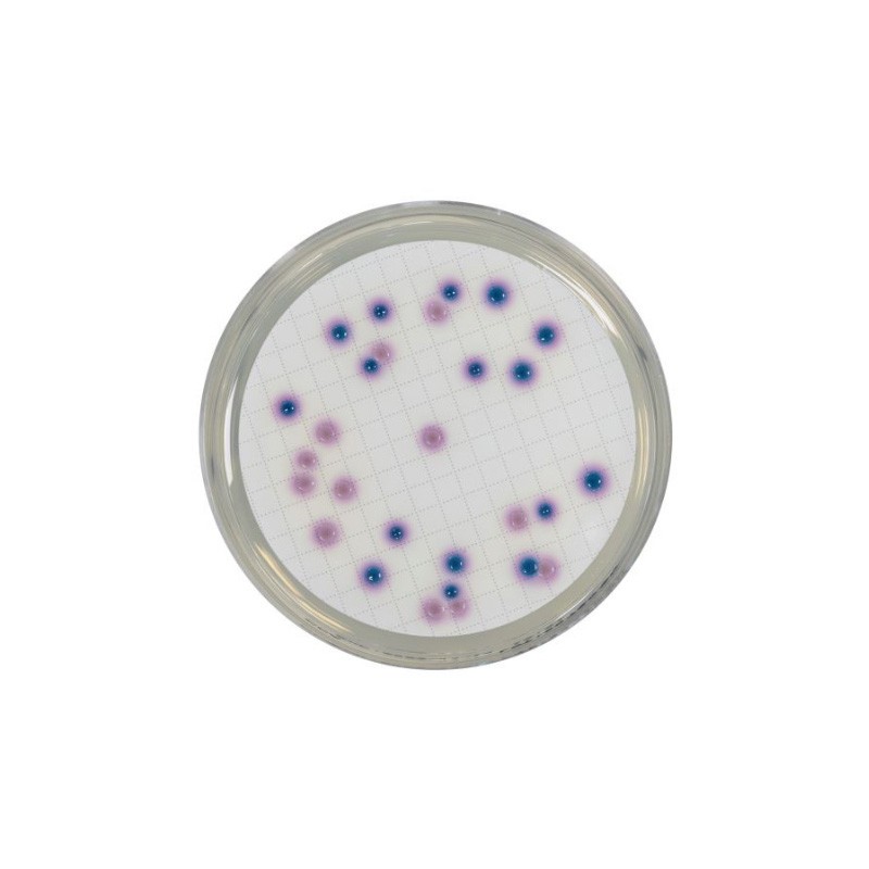 Chromogenic Coliform Agar (CCA) (RTU) Ready to Use culture media Biokar