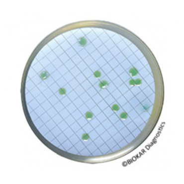 Gélose CN pour Pseudomonas