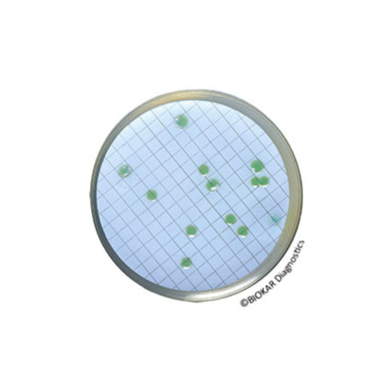 Gélose CN pour Pseudomonas