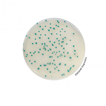 Chromogenic Cronobacter Isolation Agar (CCI) Chromogenic Media Biokar