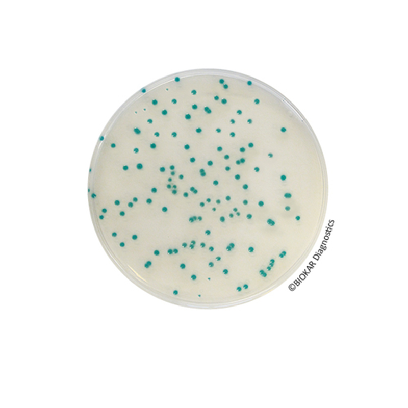 Chromogenic Cronobacter Isolation Agar (CCI) Chromogenic Media Biokar