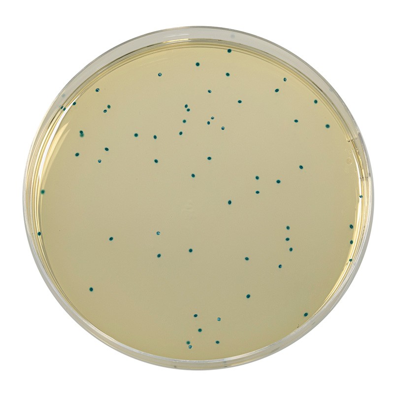 COMPASS® Enterococcus Agar (RTU) Ready to Use culture media Biokar