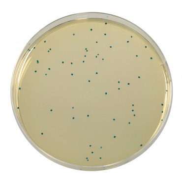 COMPASS® Enterococcus Agar Dehydrated Culture Media Biokar