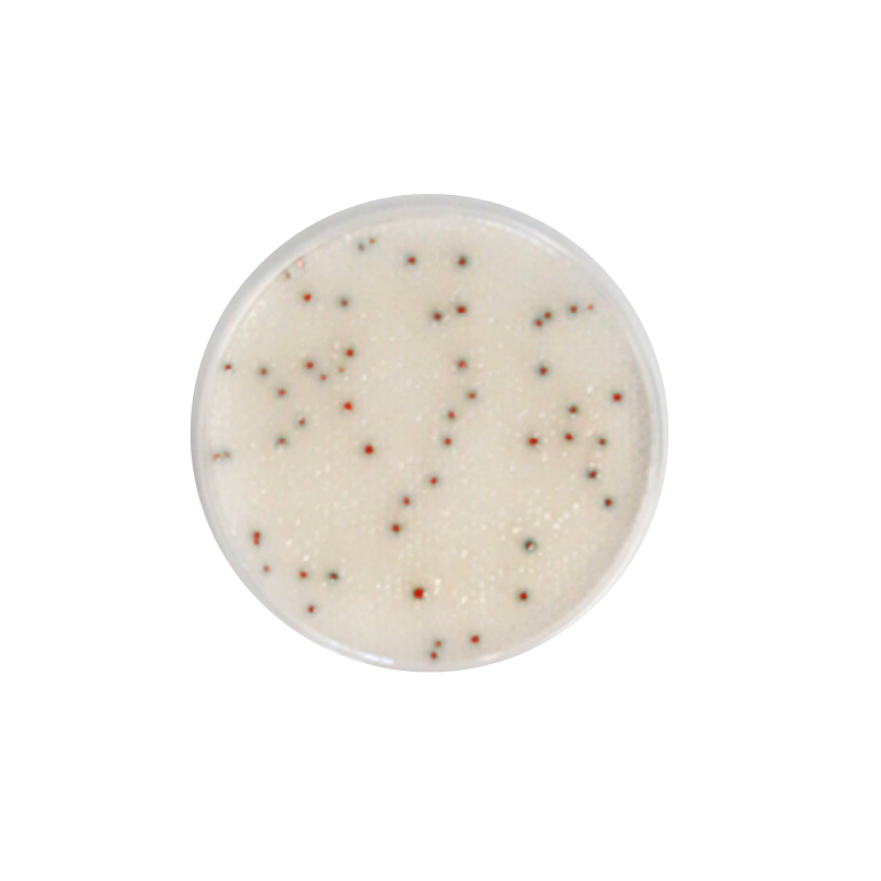 Compact Dry™ LM (Listeria monocytogenes) Compact Dry Compact Dry