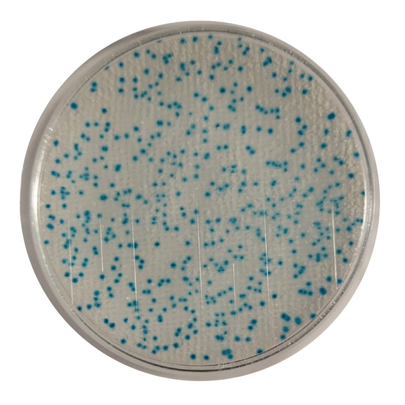 Compact Dry™ ECO (Escherichia coli)