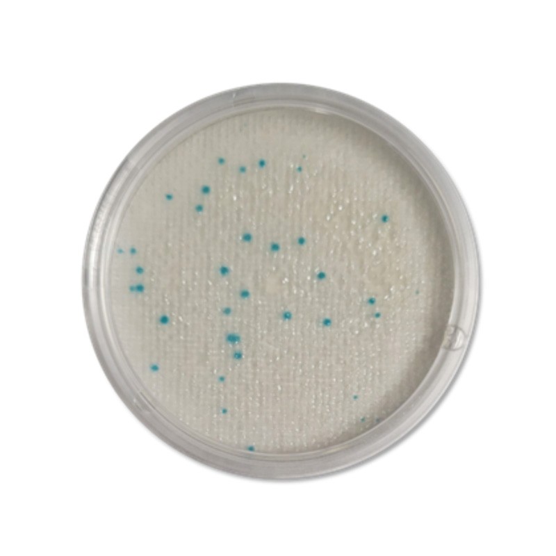 Compact Dry™ LS (Listeria ssp)