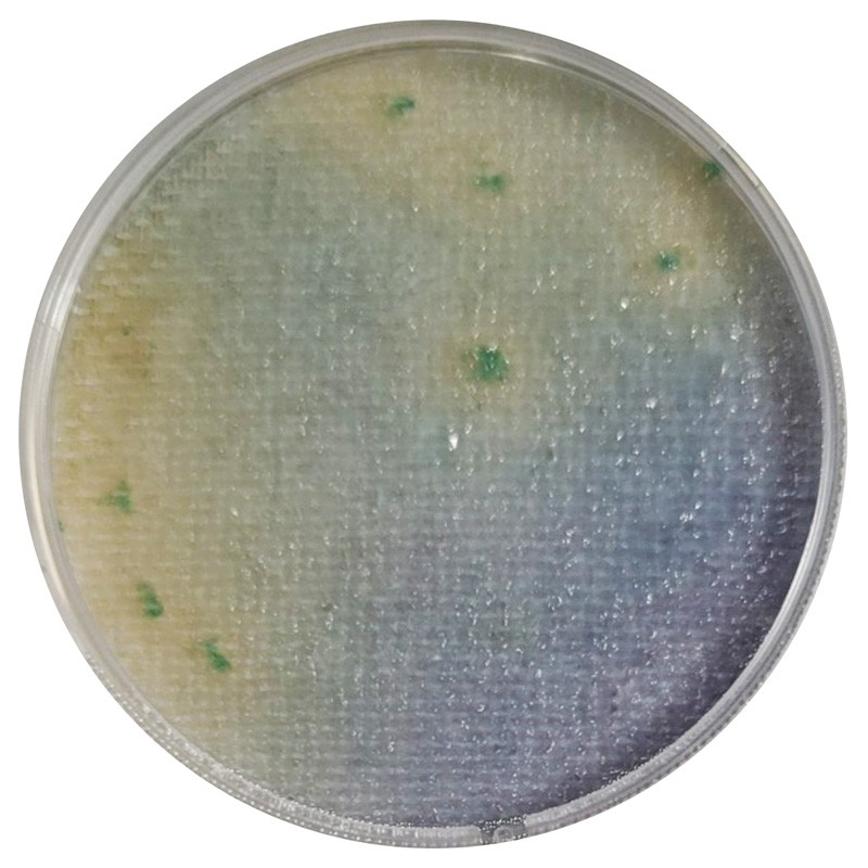 Compact Dry™ SL (Salmonella ssp.)