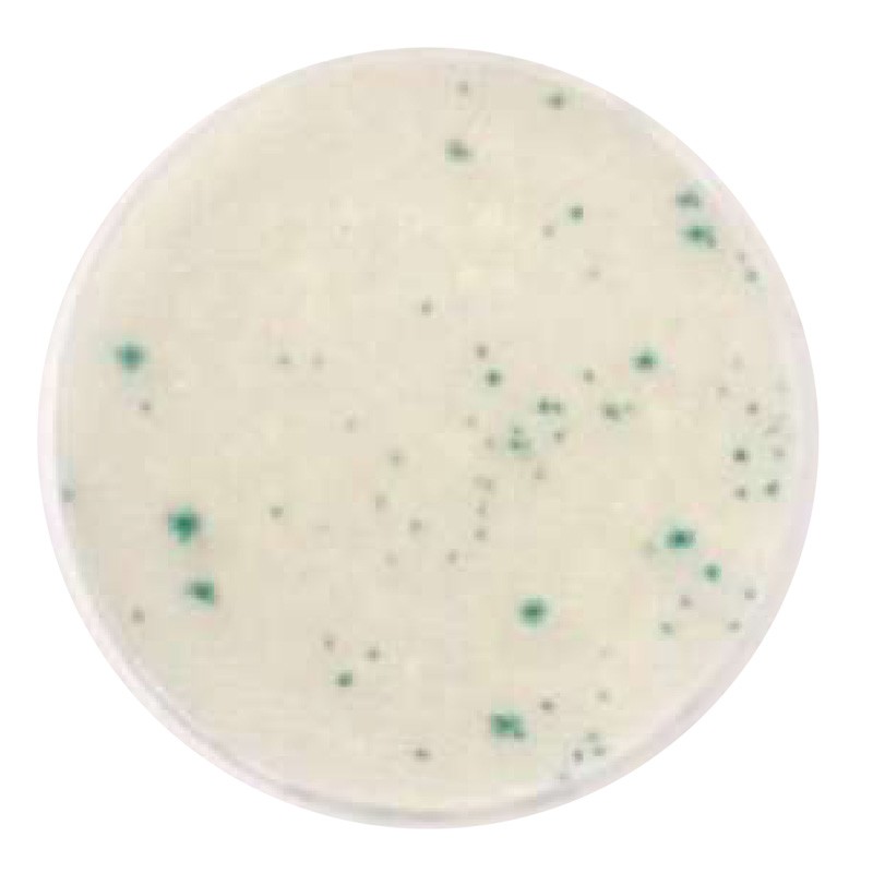 Compact Dry™ VP (Vibrio parahaemolyticus)