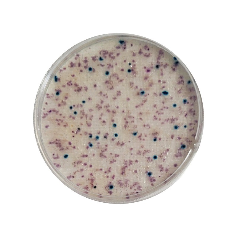 CompactDry™ E. coli & coliformes (EC)