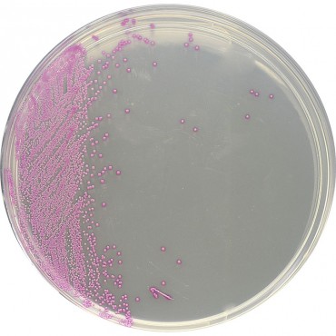 Plaque HardyChrom Staphylococcus aureus