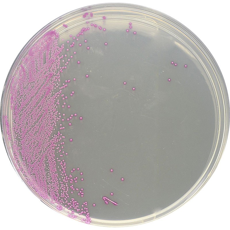 Plaque HardyChrom Staphylococcus aureus