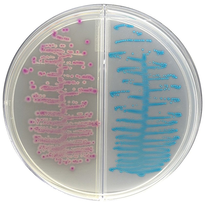 Biplaque HardyChrom pour urine