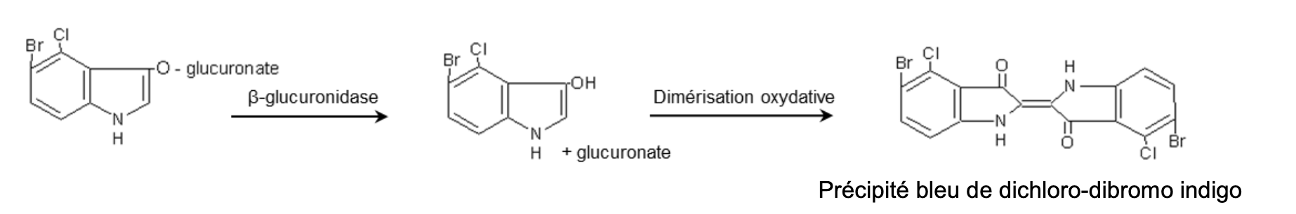 Tryptone-Bile-Glucoronate (TBX) – Gélose schema.png